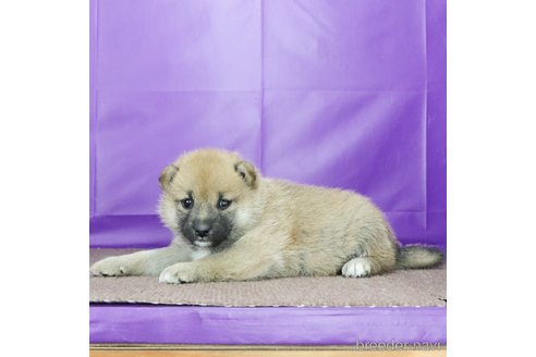 販売中の愛知県の柴犬-347698の2枚目